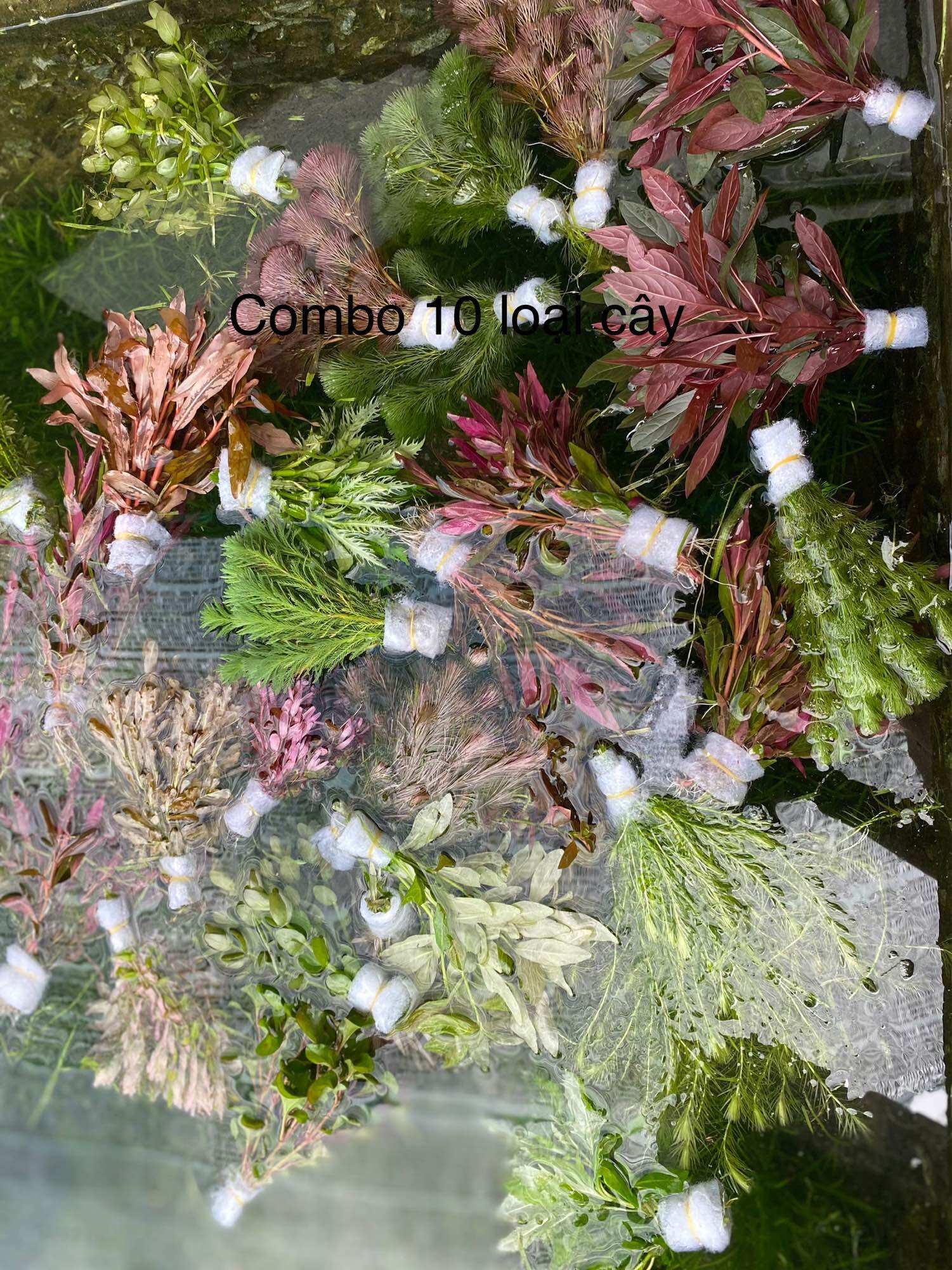 COMBO 10 LOẠI CÂY THỦY SINH DỄ TRỒNG