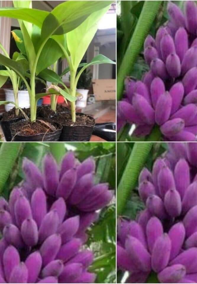 CÂY GIỐNG CHUỐI TÍM CẤY MÔ F1