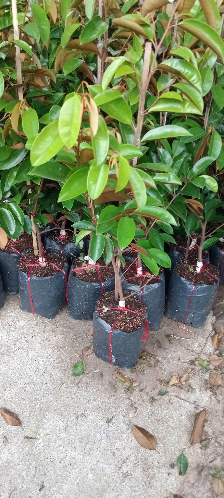 Vú sữa mica, vú sữa lò rèn