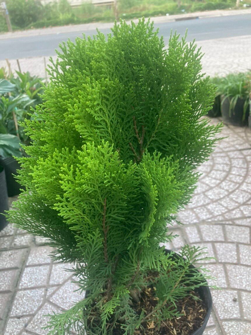 Cây trắc bá diệp