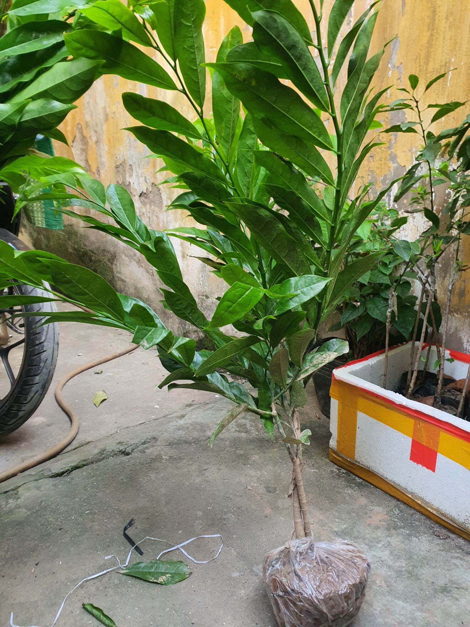 Cây hoa móng rồng hay cây dẻ thơm