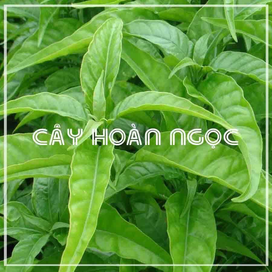 Combo10 cây giống hoàn ngọc trắng lh 0975449688