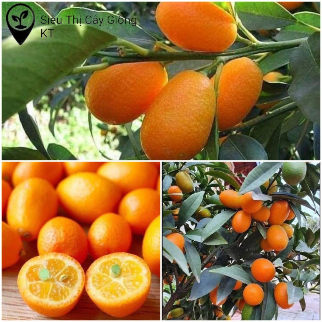 Cây giống tắc ngọt dáng trái dài vỏ ngọt , trồng chậu được ra trái quanh năm.