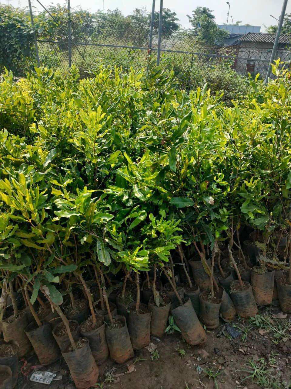 Cây giống macca