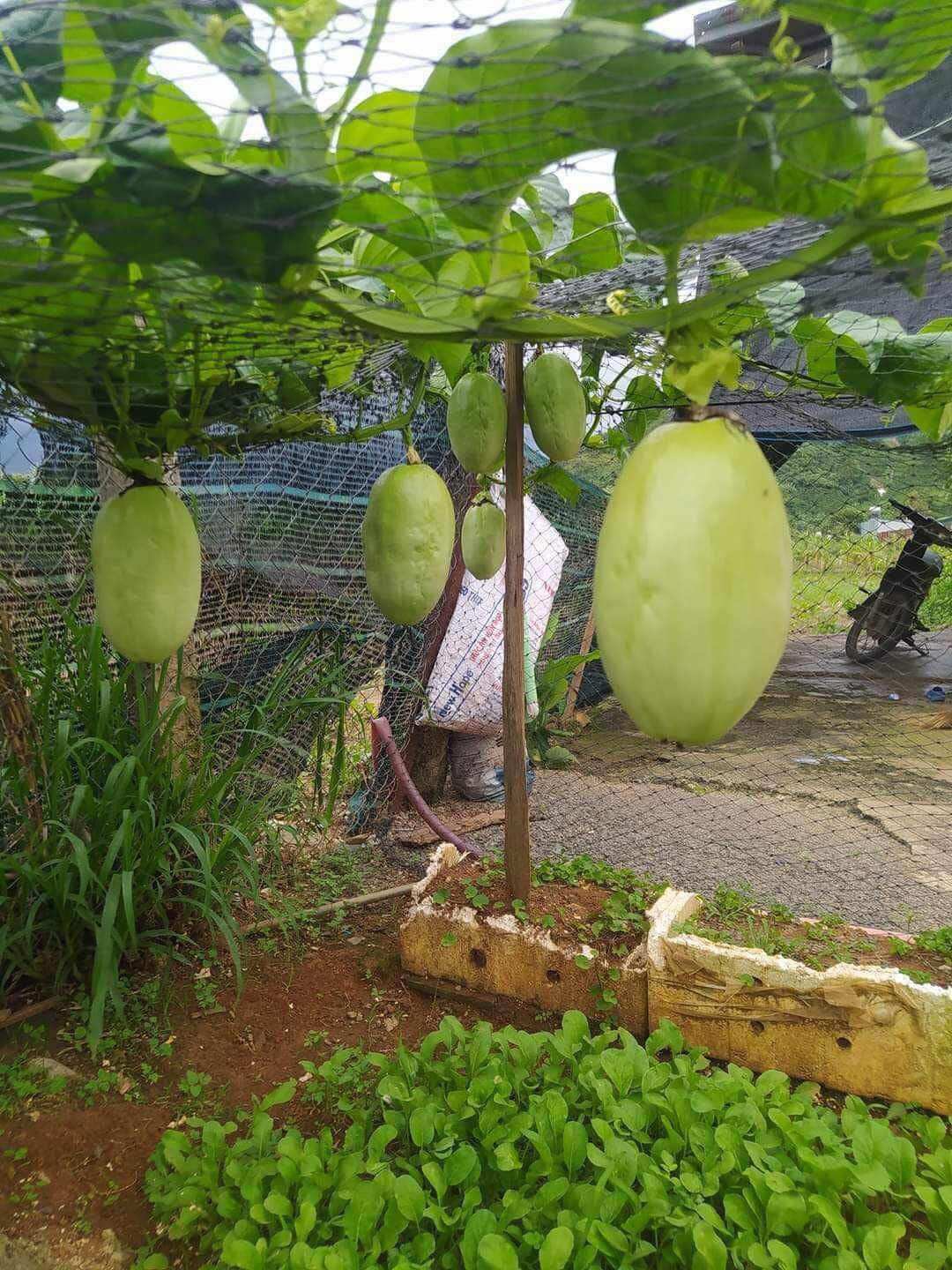 Cây Dưa Tây giống