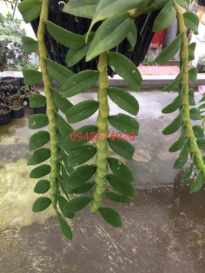 Ki Phi điệp thân thủ lá mít