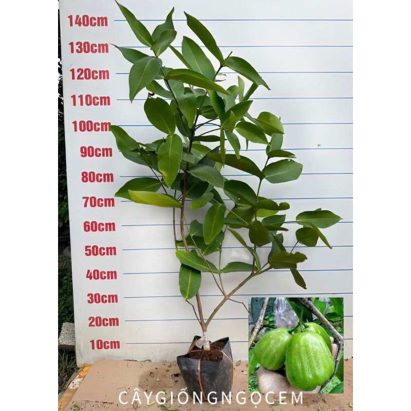 Mận xanh đường thái lớn , gốc lớn trái to và ngọt mát . trồng 3 tháng có trái