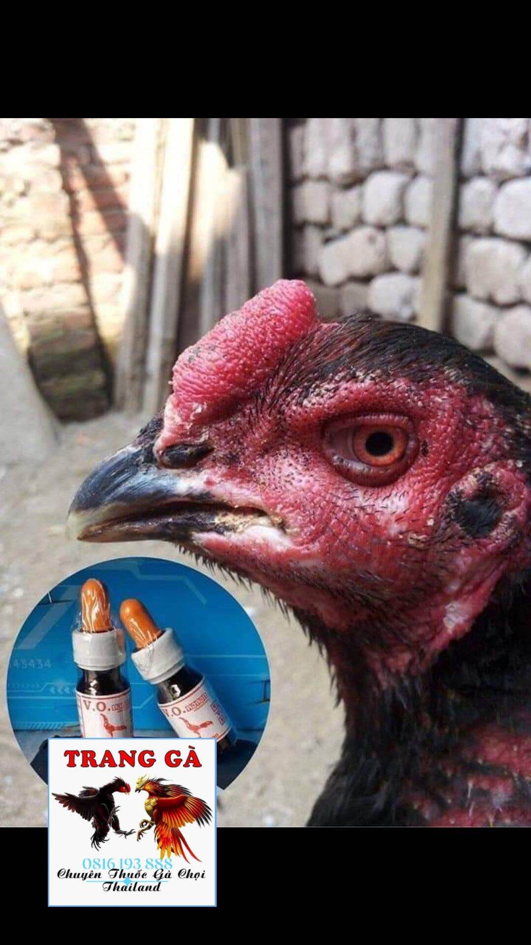 T.h.u.ố.c Kén mép cho gà chọi