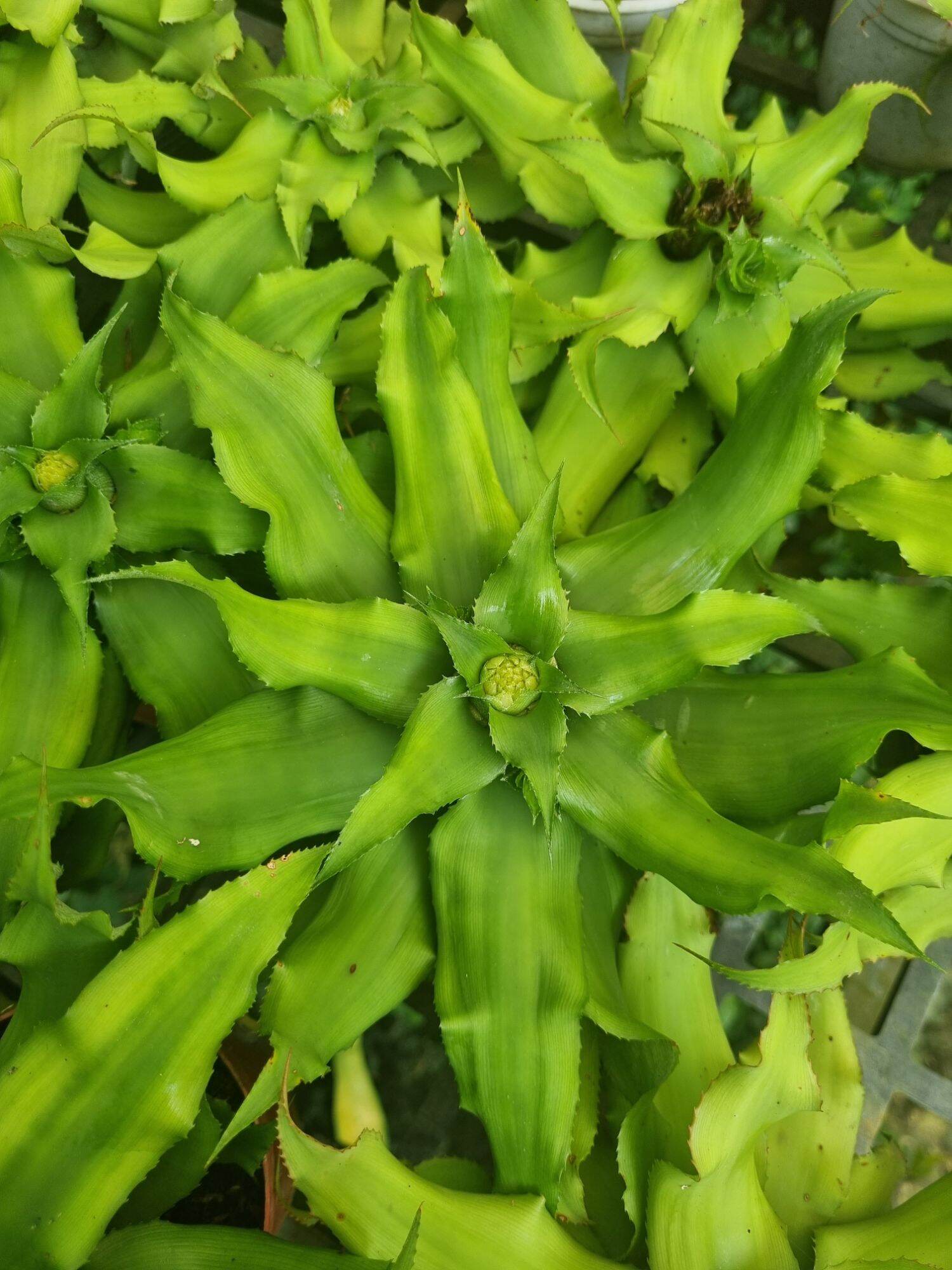 Cây dứa phụng