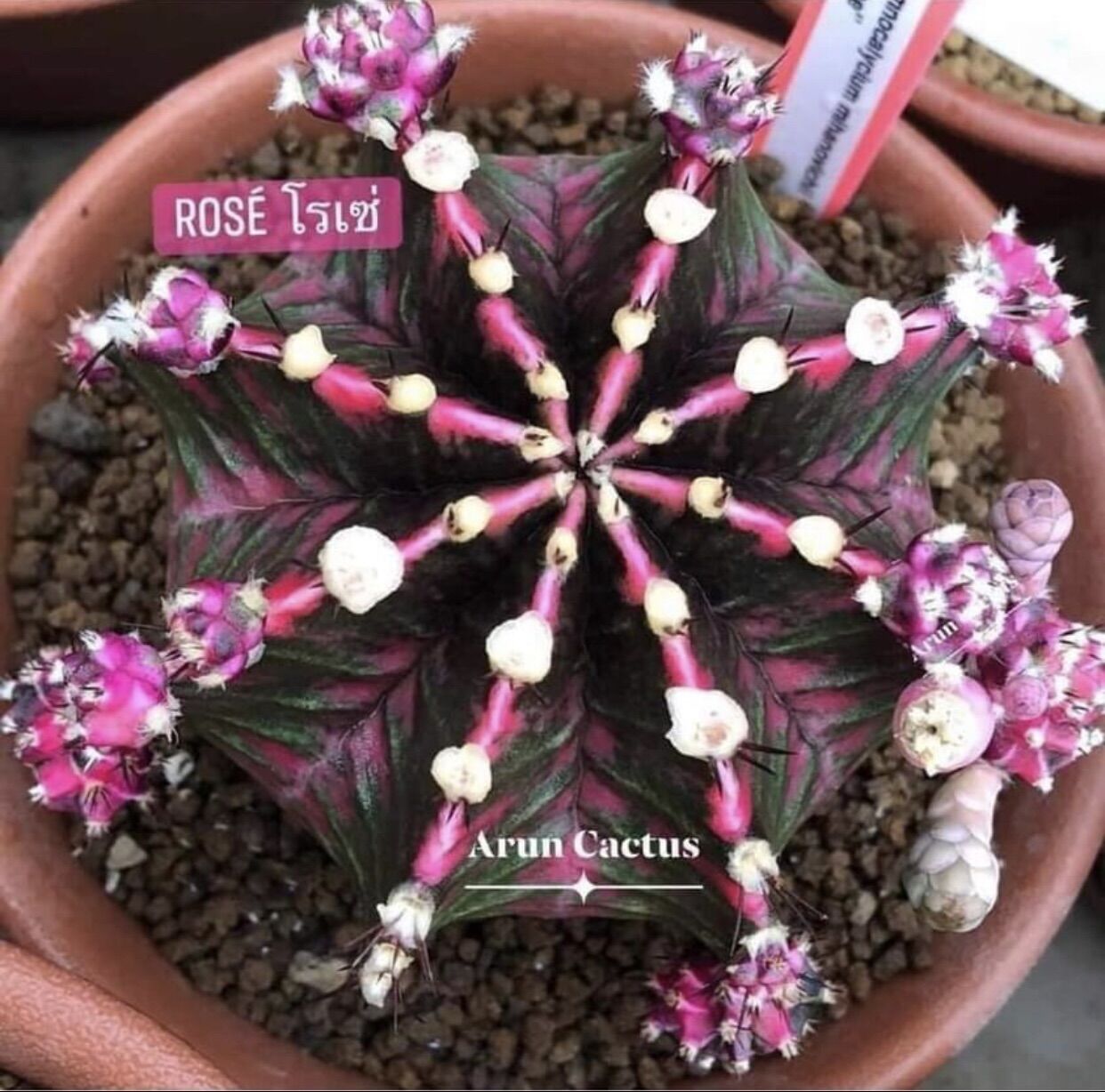 Xương rồng ROSE lem tháp siêu phẩm