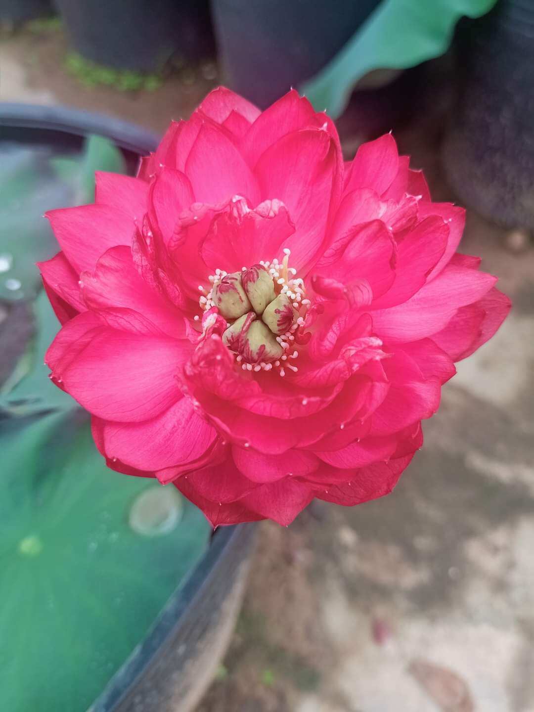 Giống sen đỏ chery