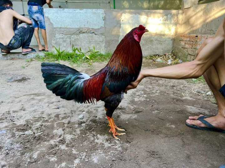 10 Trứng Gà Mỹ ấp nở con giống