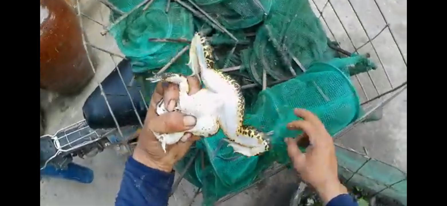 lợp bẫy ếch đồng đa năng