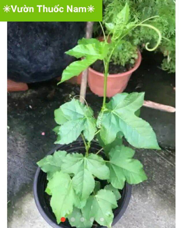 Cây lạc tiên làm giống cây nhãn lồng làm giống