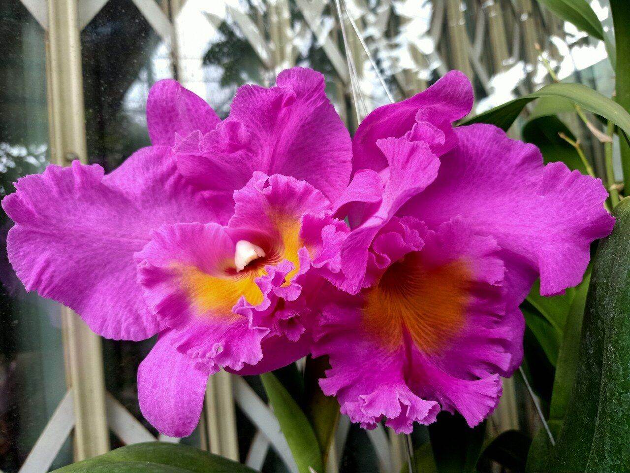 hoa lan CATTLEYA THỊNH ĐẠT. chậu trưởng thành chưa hoa