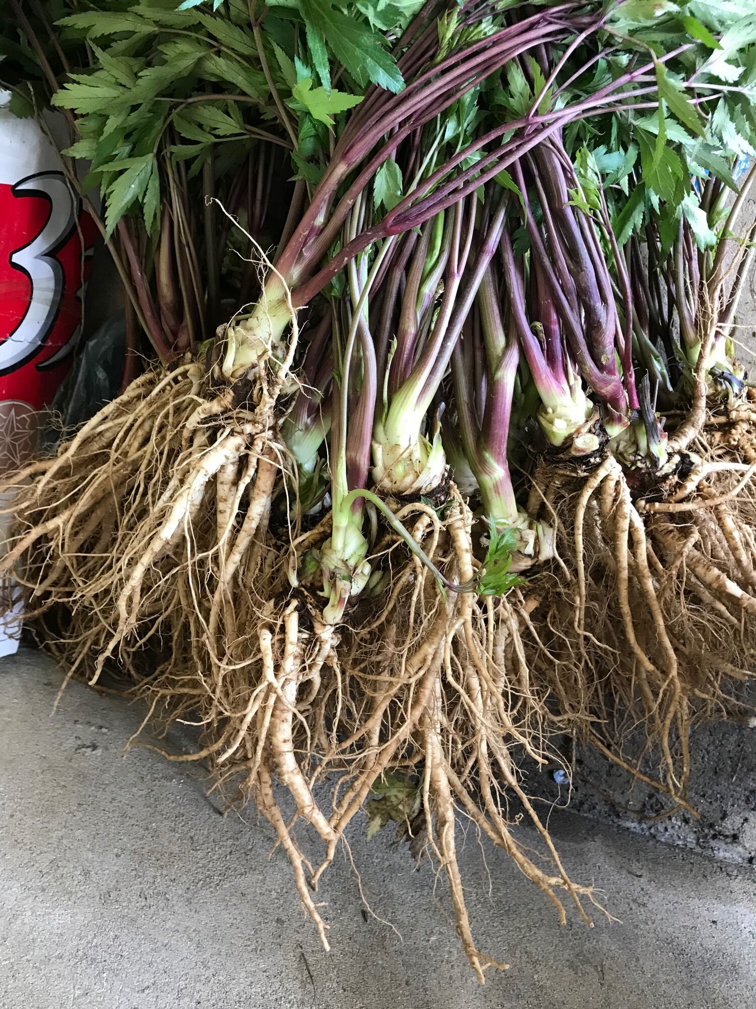 4kg sâm đương quy tươi Tây Bắc