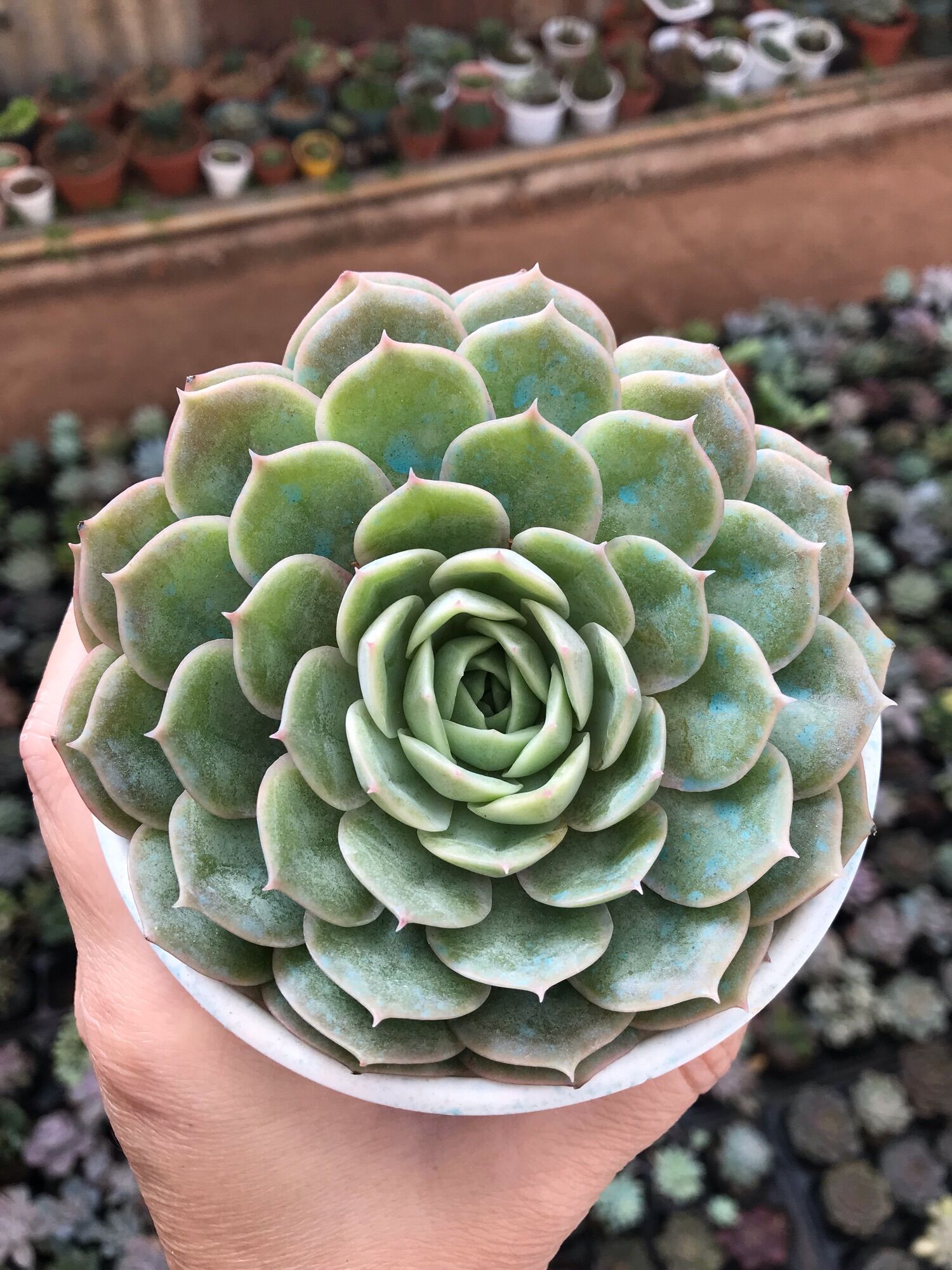 Sen đá hồng ngọc bích cute size trung