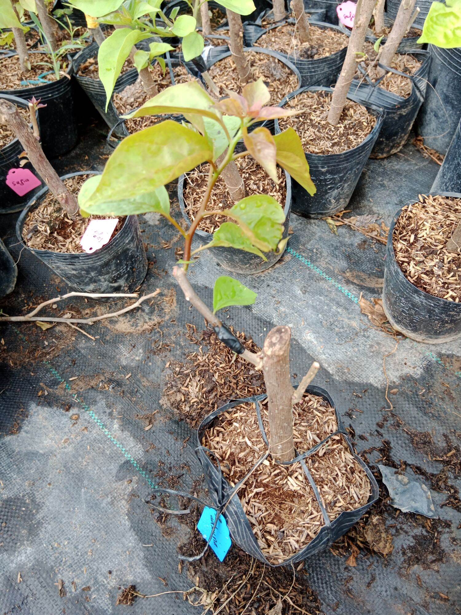 cây hoa giấy ghép ( adarna)