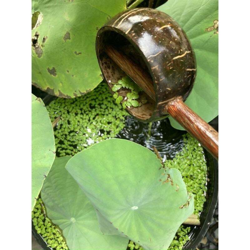 Gáo dừa múc nước gội đầu dưỡng sinh, nước thảo dược phụ kiện trang trí