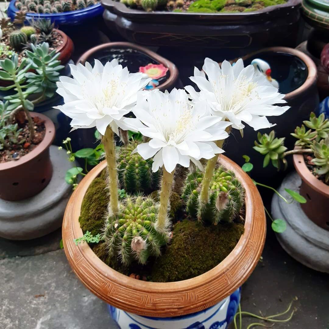 Xương rồng bí xanh