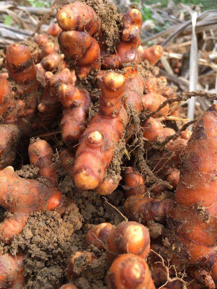 Nghệ đỏ 1kg mọc lâu năm ơ rừng tự nhiên củ già