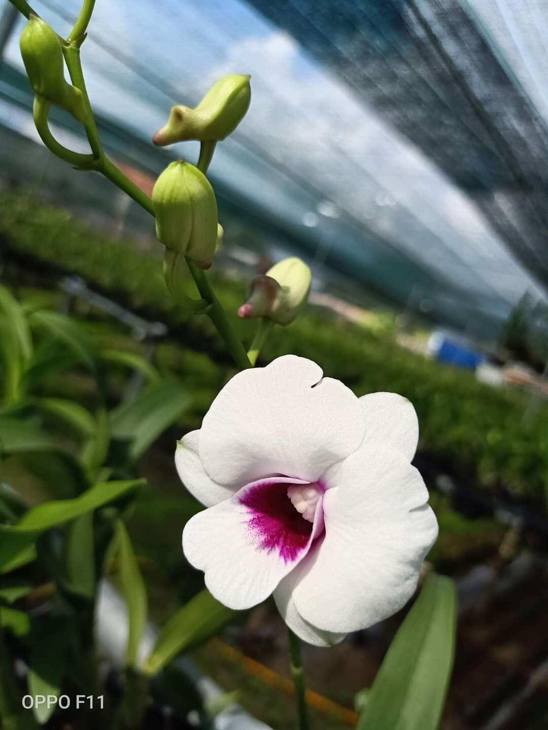Denro mini trắng họng tím đứng ngọn sắp hoa