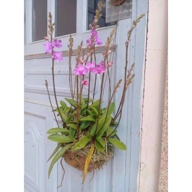 Hoa Lan Hồ Điệp Rừng(5 cây)