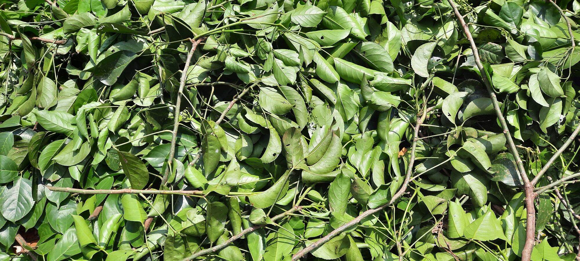 1kg lá nhội khô