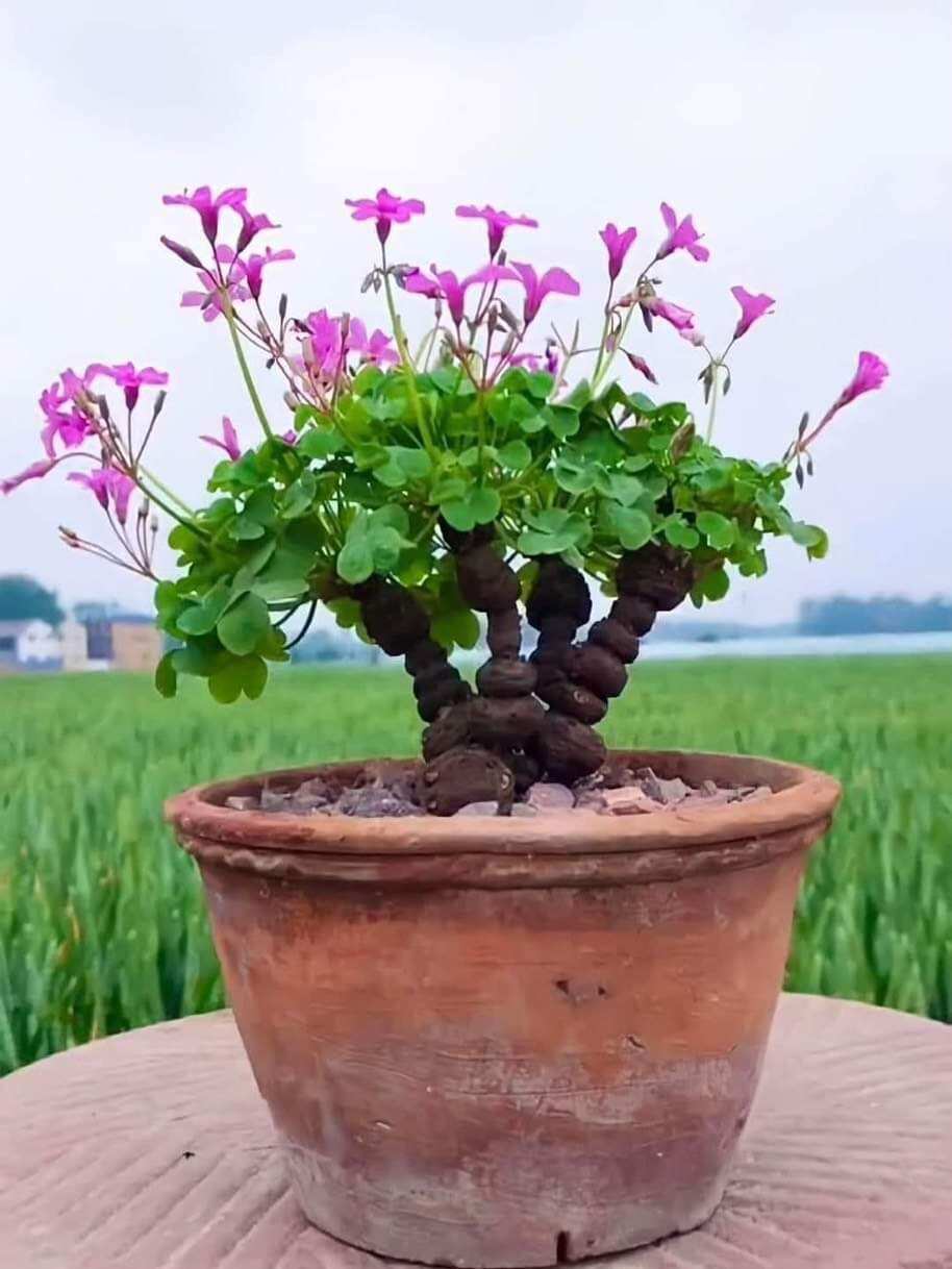 Củ Hoa ba lá (combo 5 củ)