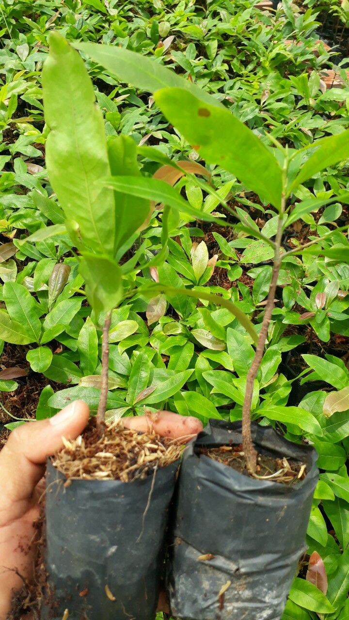 mai giảo thủ đức con