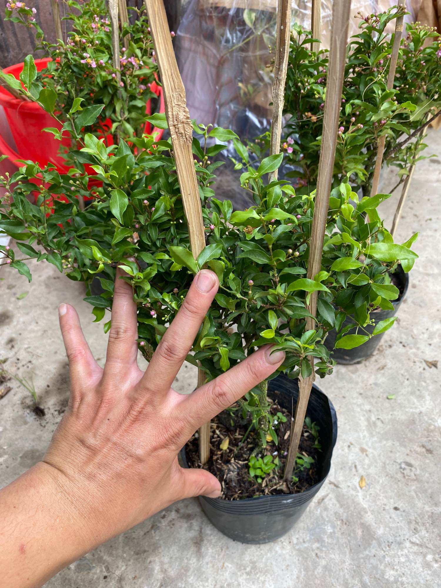 Chậu Cây Hồng ngọc mai