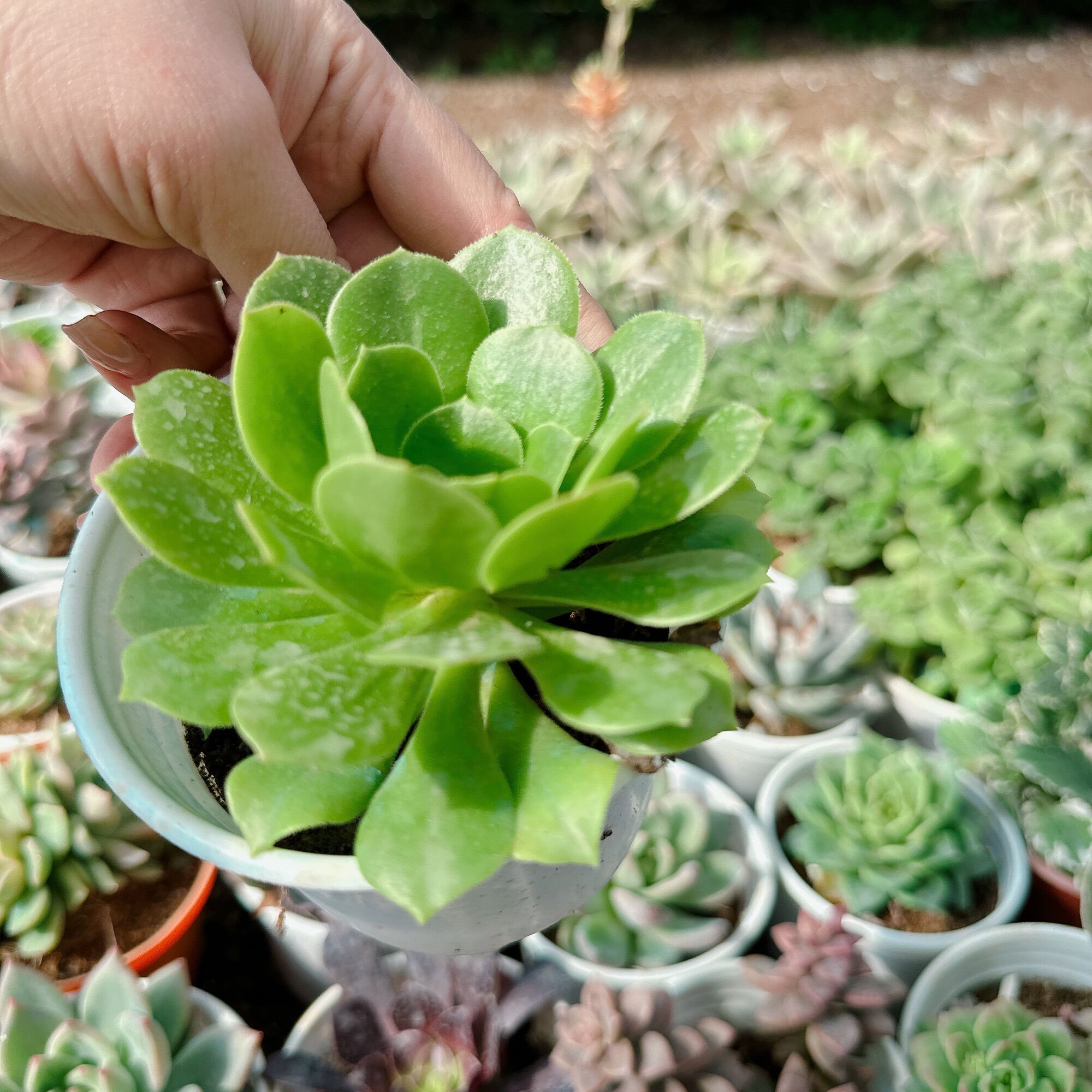 Sen đá Aoen xanh size trung 5-7cm