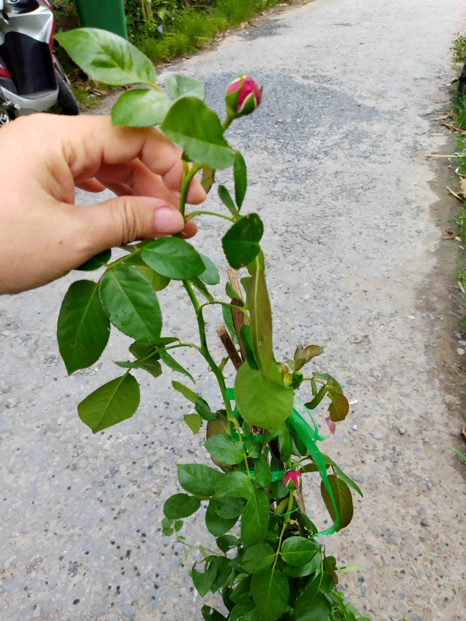 Chậu hồng leo Red Eden cao gần 1 mét
