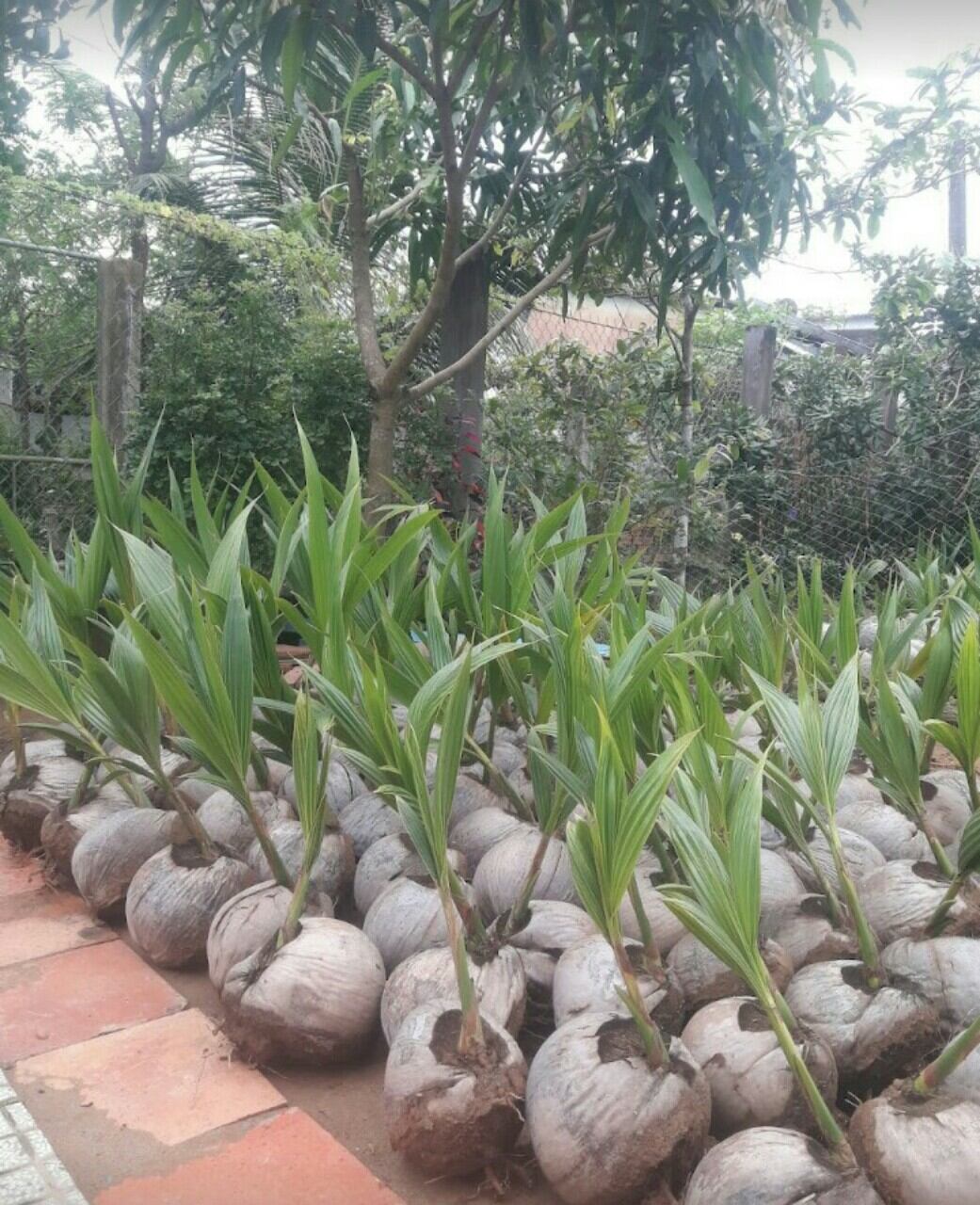 Dừa Sáp Giống