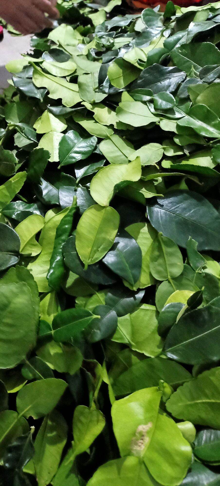 Lá chúc tươi 1kg lá chanh thái
