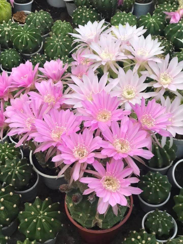 xương rồng Echino hàng hạt size 4-6cm