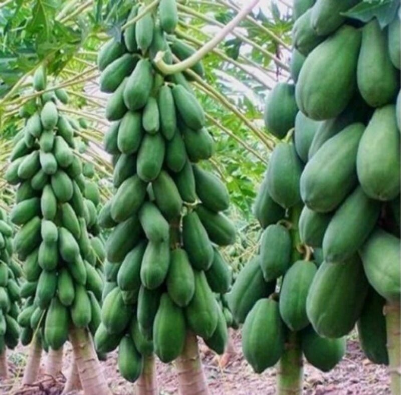 Cây giống đu đủ lùn ruột đỏ siêu trái