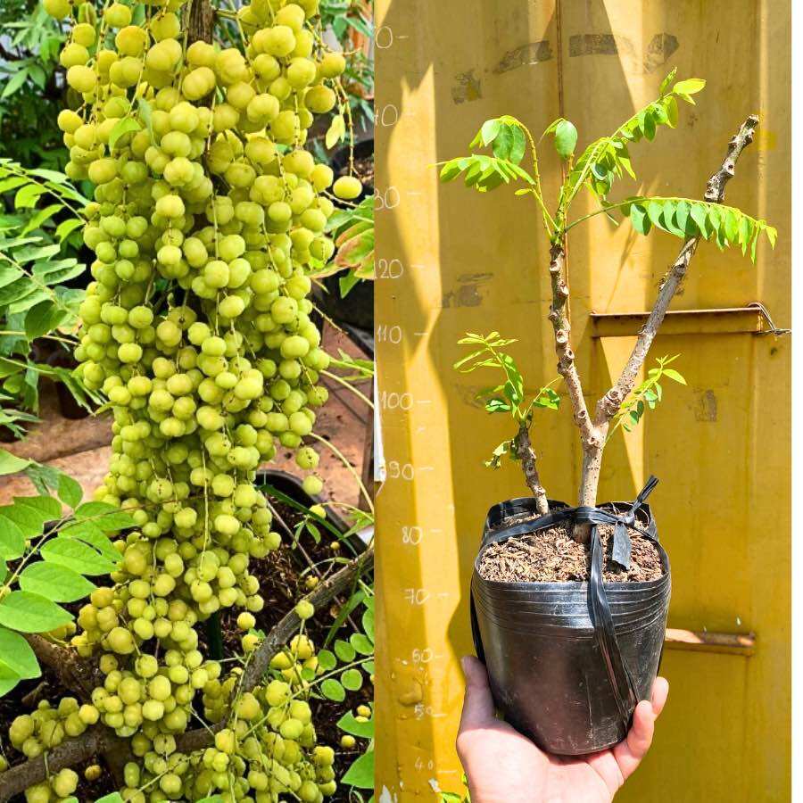 Cây Chùm ruột ngọt siêu trái chuẩn giống