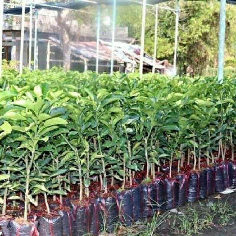 CÂY GIỐNG BƯỞI RUBI MÚI ĐỎ KHÔNG HẠT