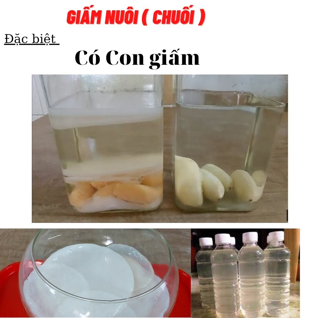 Giấm nuôi, giấm ăn có con giấm / hủ 500g