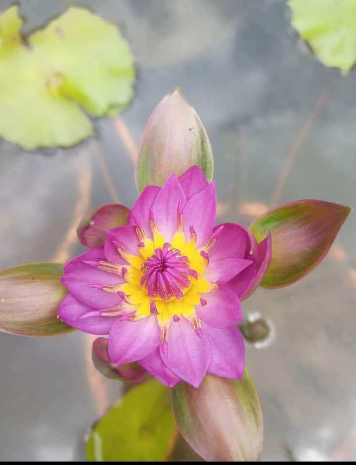 cây súng đài hồng