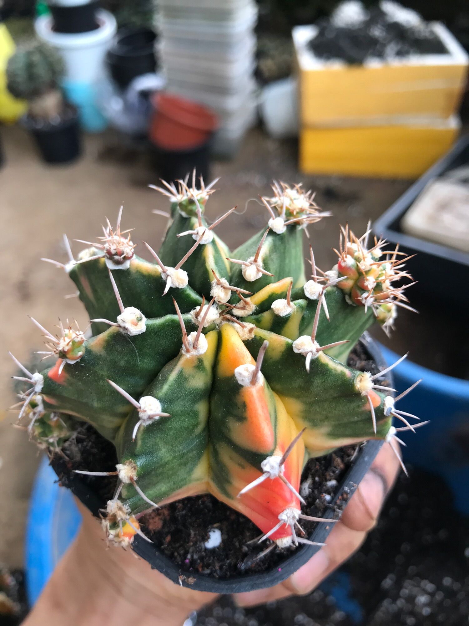 Combo 3 cây xương rồng lem size 8-10cm