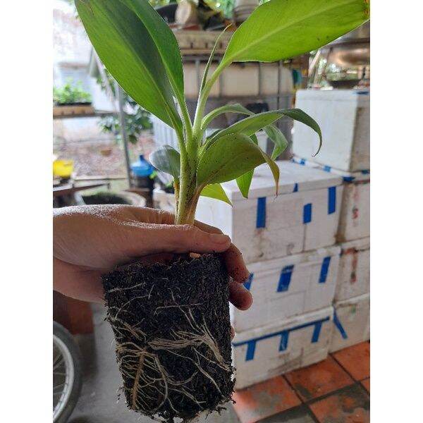 Chuối già LaBa (cây giống siêu sớm)