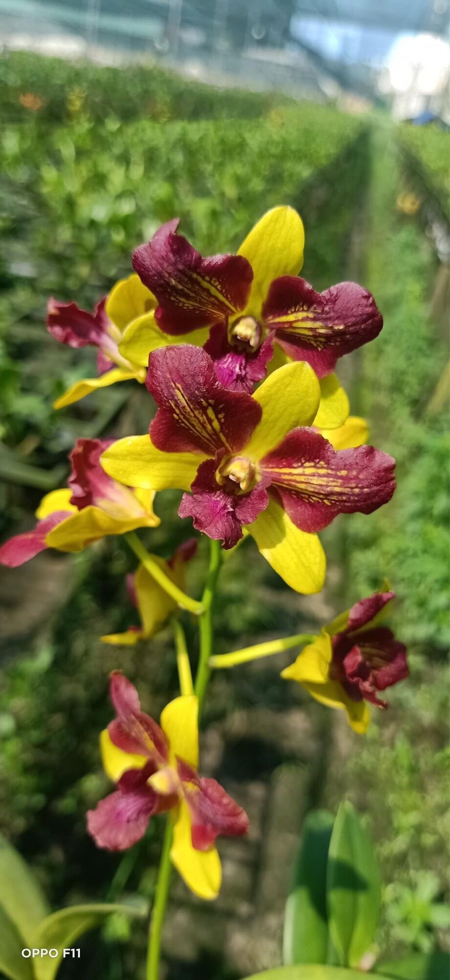 Lan Dendro ba đỏ ba vàng cây tơ đẹp