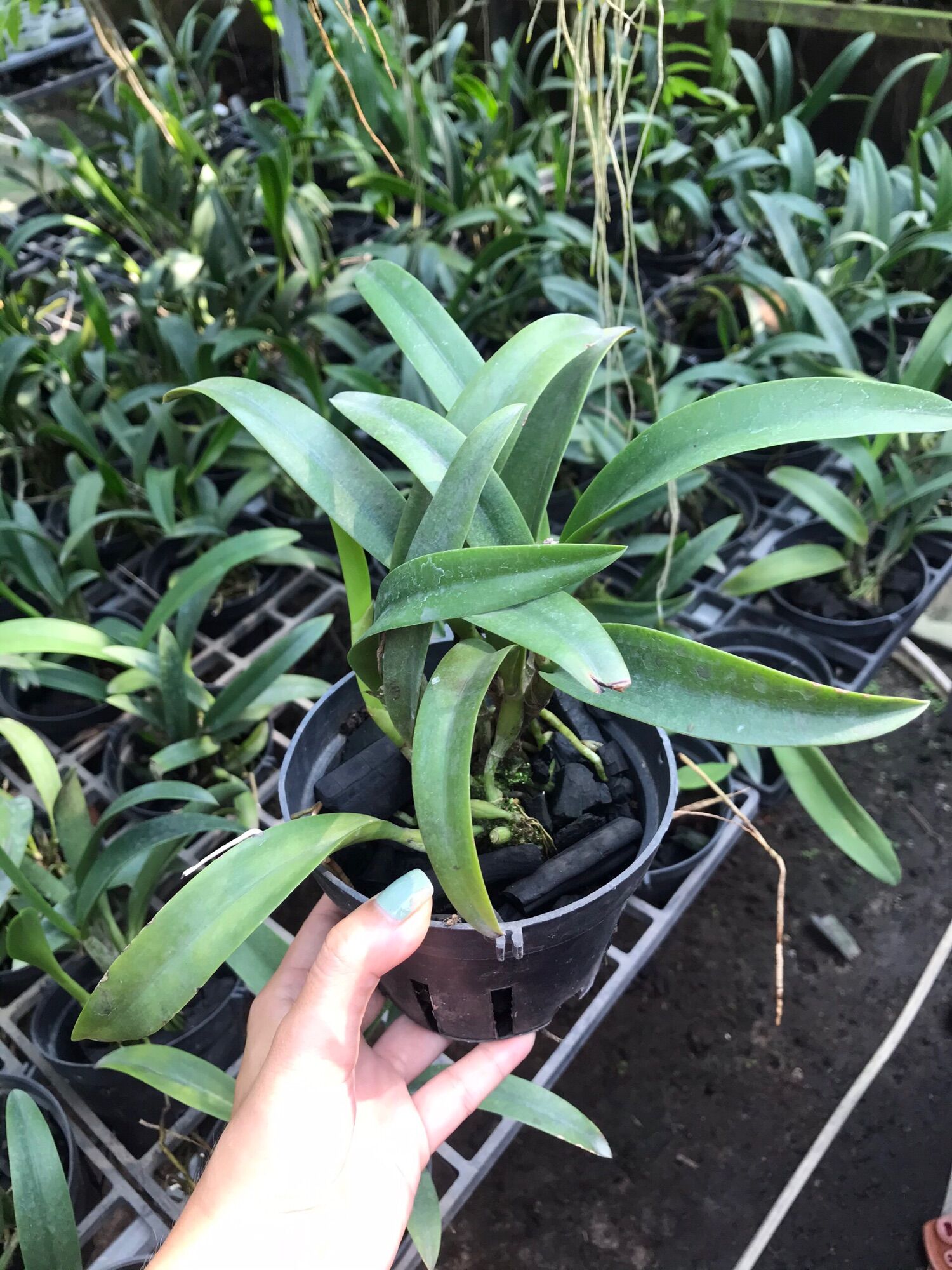 Lan Cattleya cánh sáp hoa đỏ - chậu phi 12
