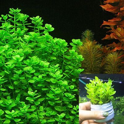 Cây thuỷ sinh lệ nhi - cây thuỷ sinh cực kỳ dễ trồng không cần CO2 - 5 nhánh