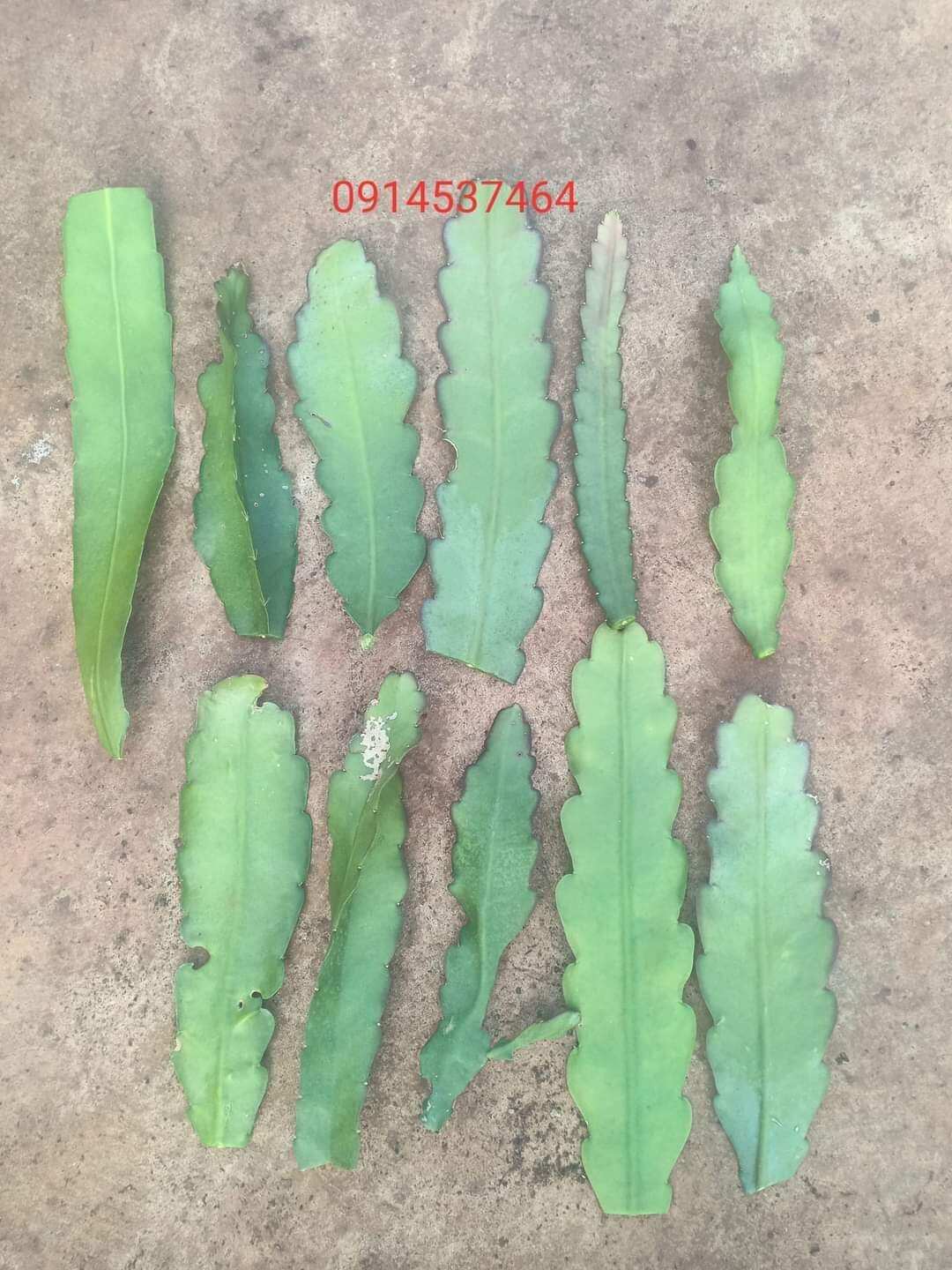 lá nhật quỳnh giống