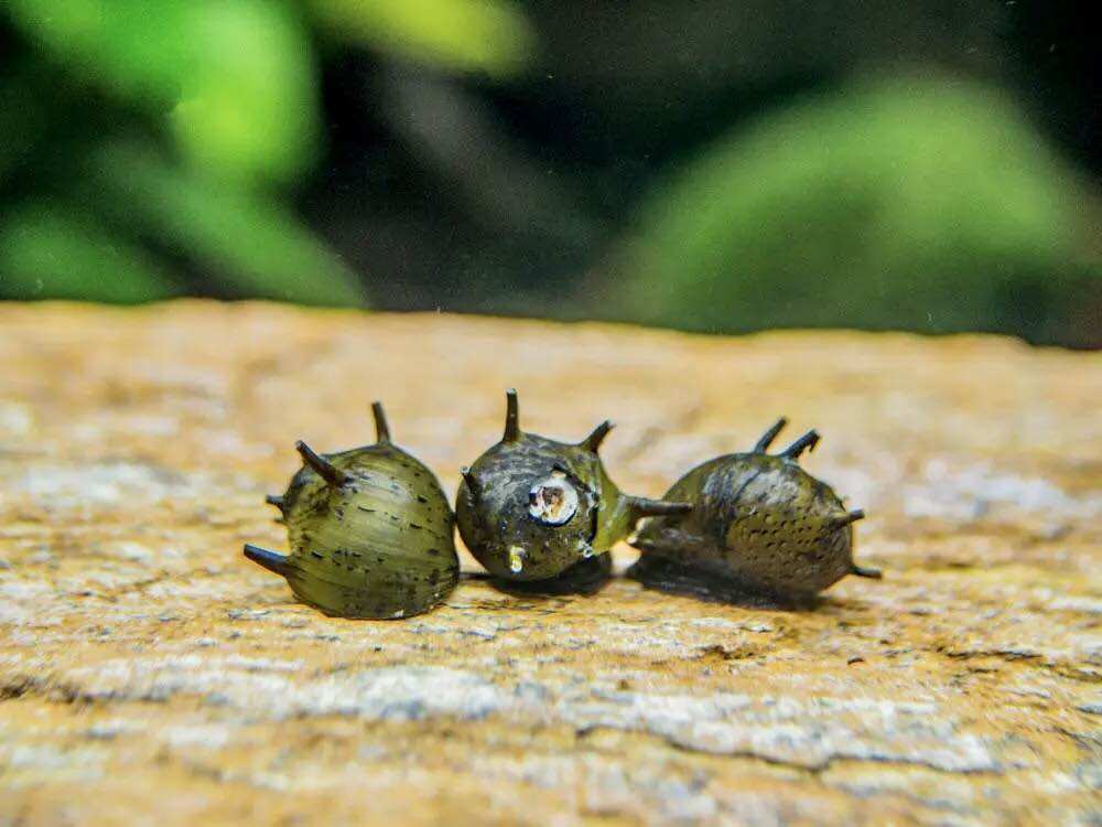 Ốc Nerita Gai, size 9mm đến 11mm (sl: 10 con)