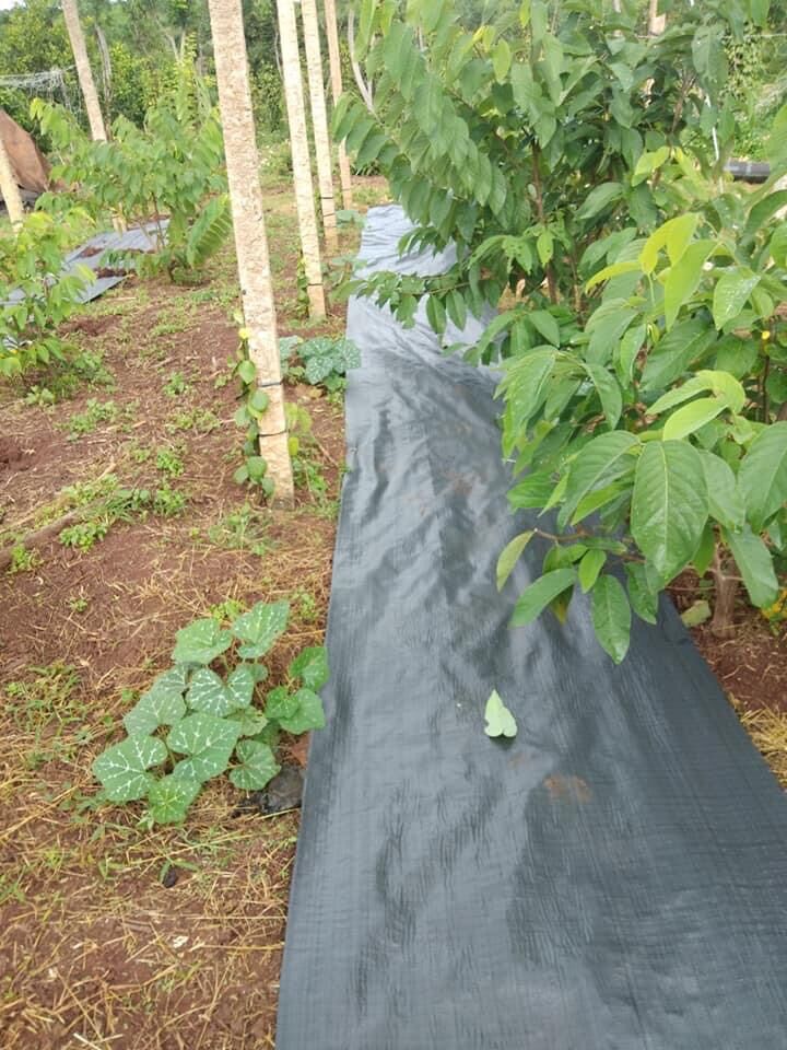 5 tấm bạt phủ đất ngăn ngừa cỏ 1m X1m