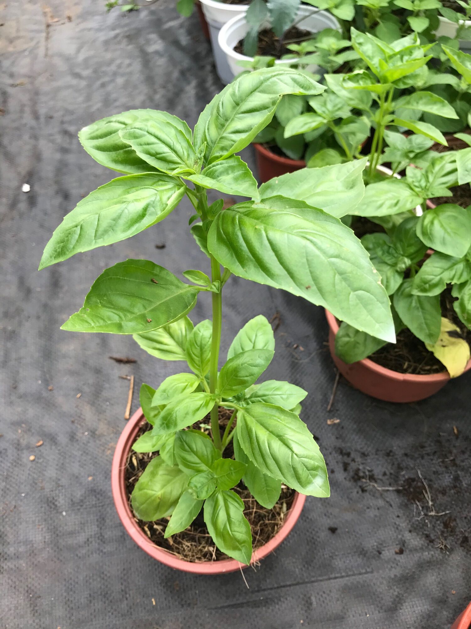 Cây giống cây húng tây( Basil) size lớn 20-25cm